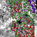 tree_segmentation.png